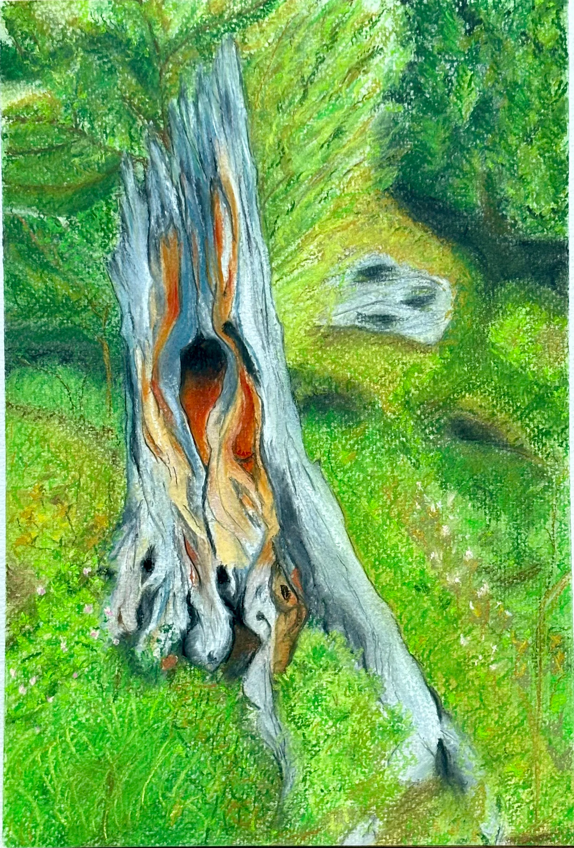 Weathered tree stump with orange bark in a green forest