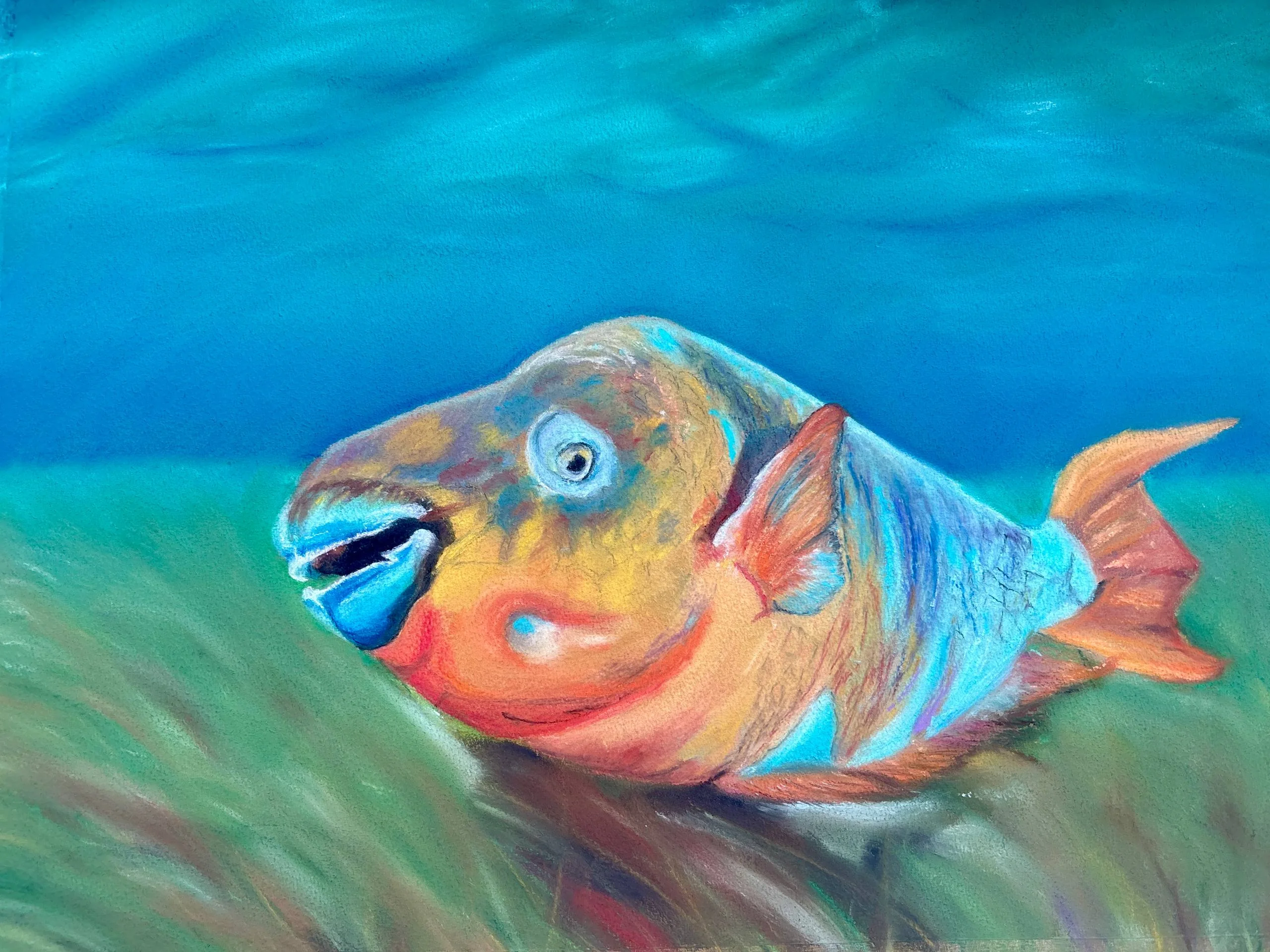 Vibrant parrotfish with orange head and blue accents