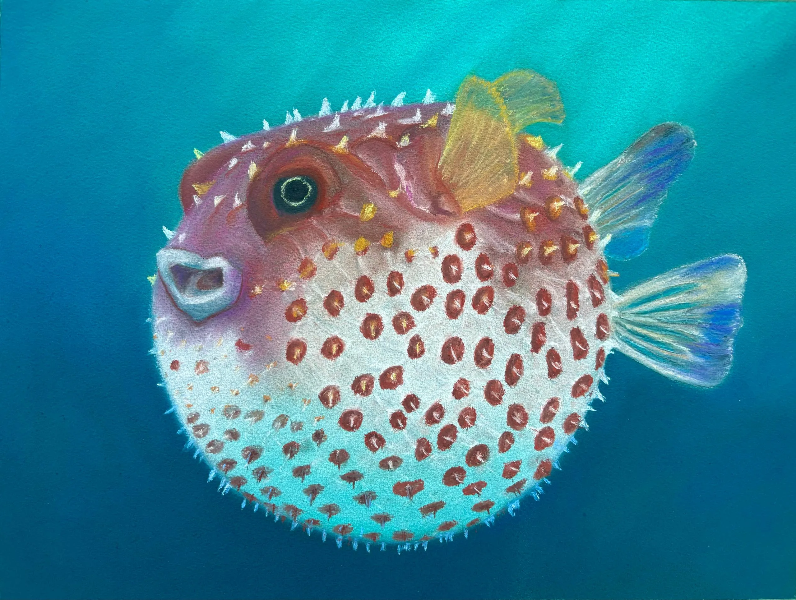 Spotted pufferfish with pale blue body and yellow spines