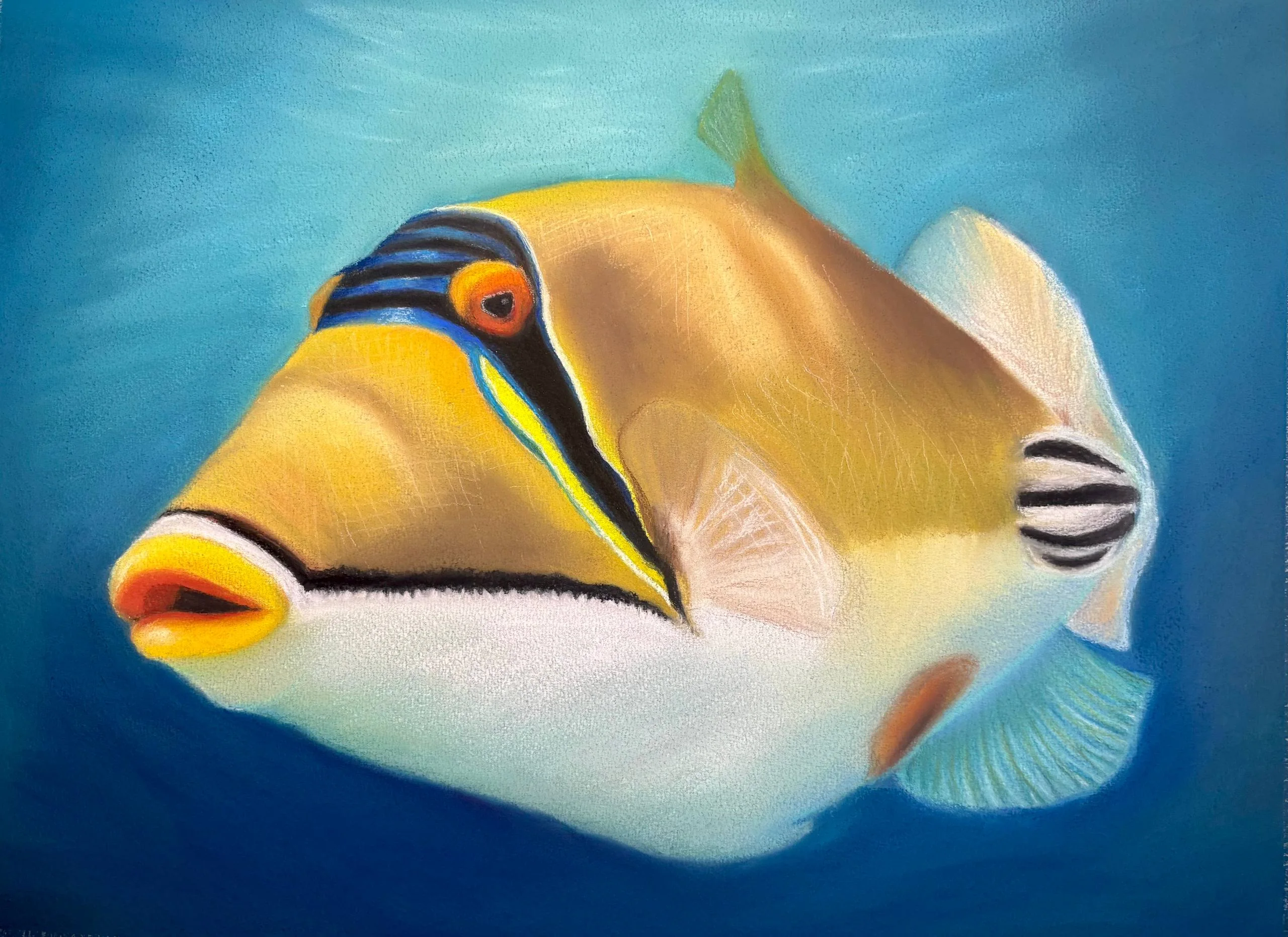 Golden triggerfish with blue and black markings on blue water